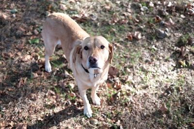 Portrait of dog on field