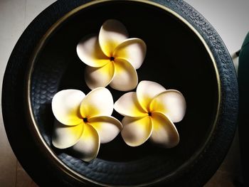 High angle view of frangipani in bowl