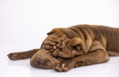 Close-up of a cat sleeping on white background