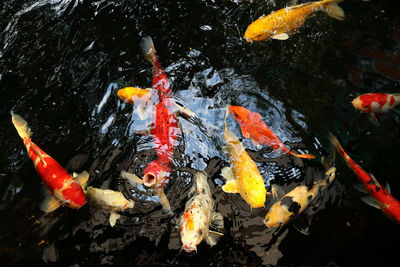 High angle view of koi carps swimming in pond