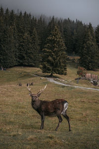 Deer in a field