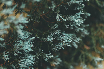 Close-up of frozen tree during winter