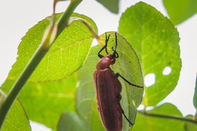 Close-up of grasshopper on leaf