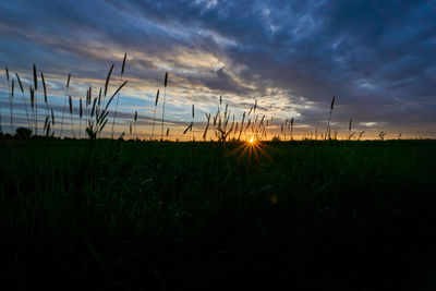 Close-up of crops on field against sky at sunset