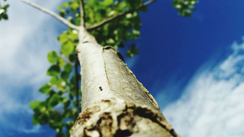 Low angle view of tree against blue sky