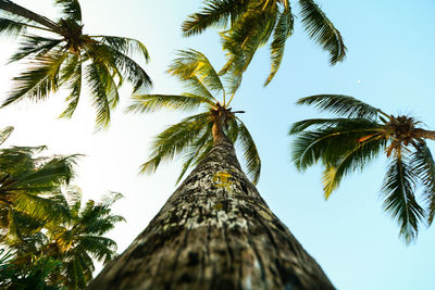 Low angle view of palm trees against clear sky