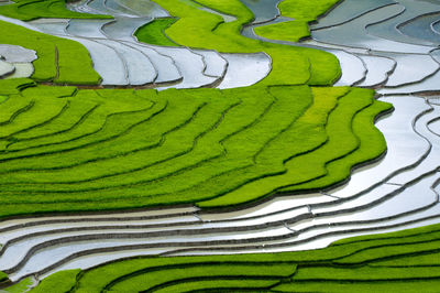 Full frame shot of multi colored green landscape