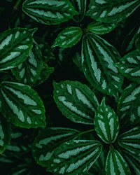 Closeup tropical green leaves nature and dark tone background concept