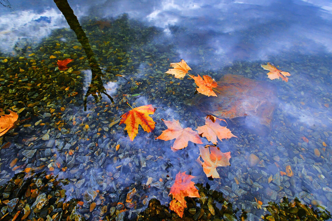 autumn, change, leaf, season, leaves, maple leaf, nature, water, tranquility, orange color, fallen, dry, beauty in nature, high angle view, weather, day, outdoors, close-up, reflection, no people