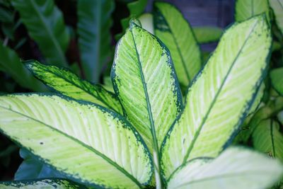 Close-up of fresh green leaves