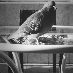 Bird perching on wall