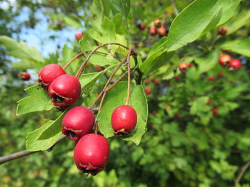 Close-up of red berries growing on tree