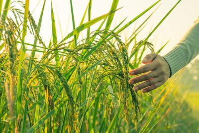 Close-up of wheat growing on field