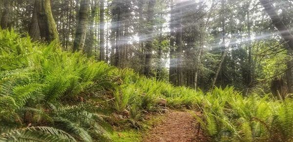 Trees growing in forest