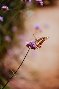 Close-up of butterfly pollinating on pink flower