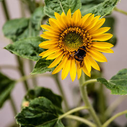 Close-up of bee pollinating on sunflower