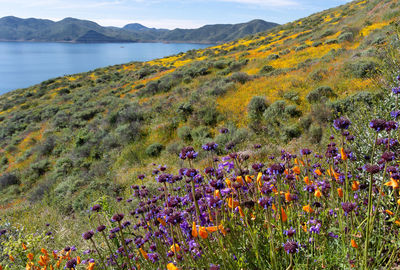 Superbloom of wildflowers at diamond valley lake