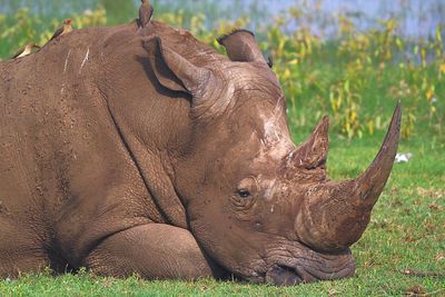 Close-up of elephant