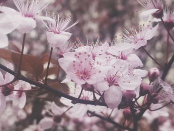 Close-up of pink cherry blossom