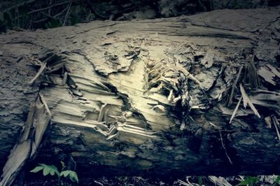 Plants growing in forest