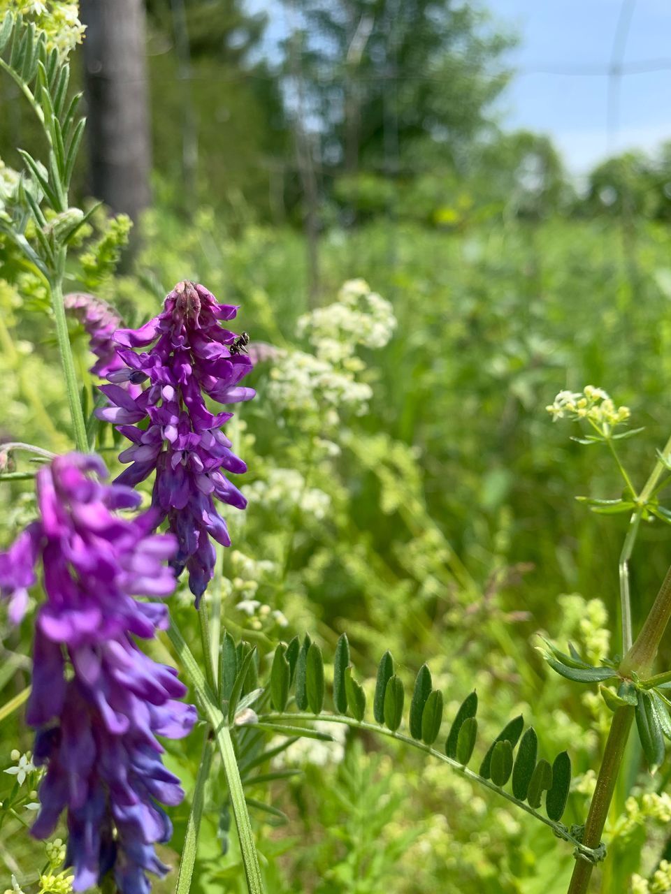 CLOSE-UP OF PURPLE FLOWER PLANT