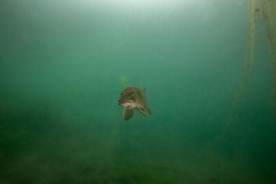 Face to face with a pike swimming in a lake