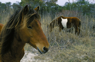 Horse on grass