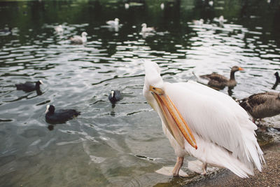 Pelican swimming in lake