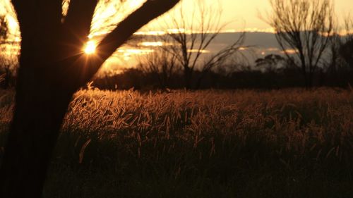 Close-up of grass in field at sunset