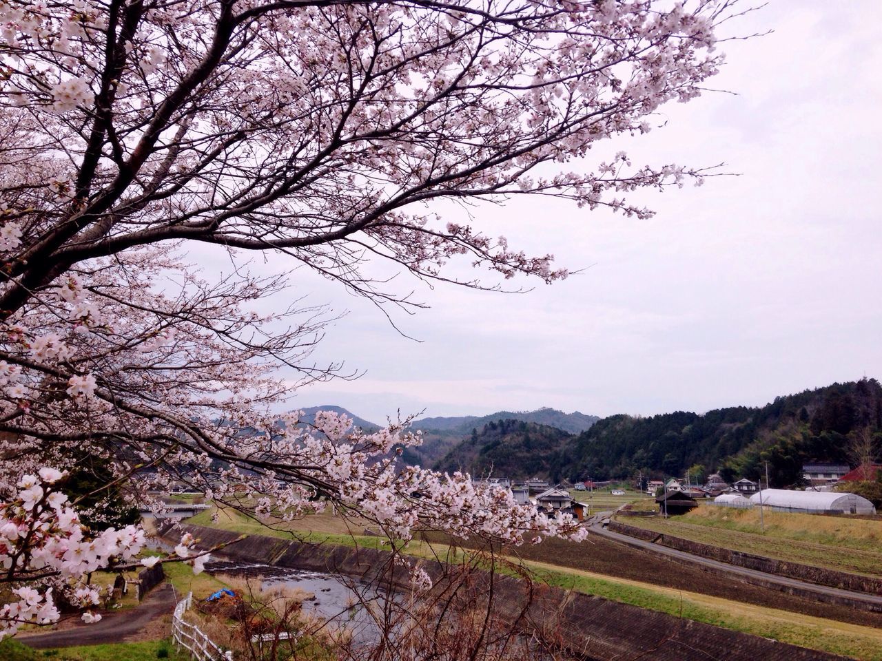 tree, nature, sky, beauty in nature, growth, no people, transportation, flower, outdoors, branch, land vehicle, tranquility, scenics, day