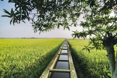 Scenic view of agricultural field against sky