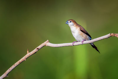 Close-up of bird perching on branch