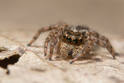 Close-up of spider