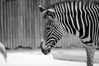 Side view of zebra against fence at zoo