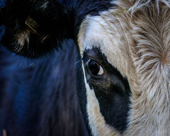 Close-up portrait of a horse