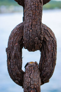 Close-up of rusty tree trunk against sky