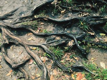 High angle view of tree roots