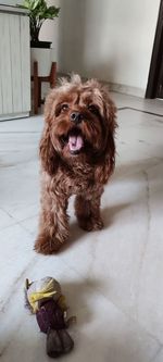 pet