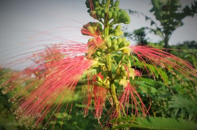 Close-up of plants against sky