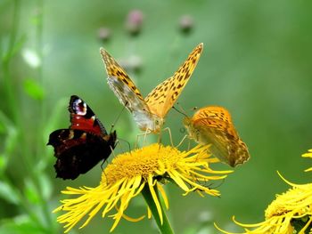 Close-up of butterfly pollinating on flower