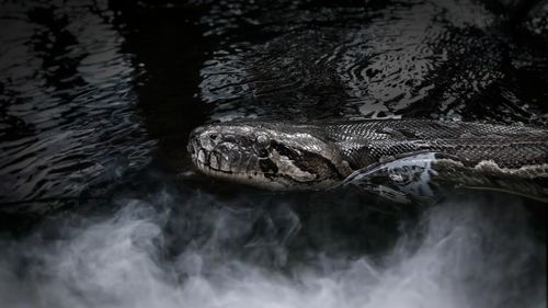 High angle view of turtle in lake
