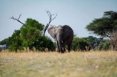 Elephant on field