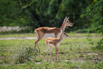 Deer standing with fawn on land