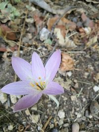 Close-up of crocus blooming on field