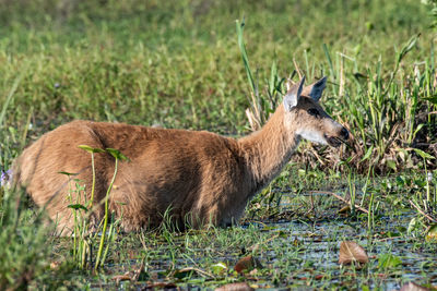 Side view of an animal on field