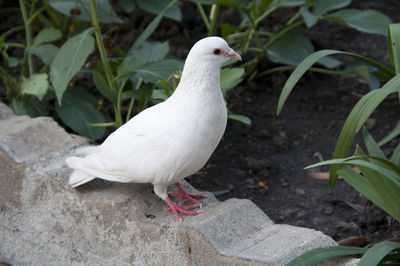 High angle view of dove perching on retaining wall against plants