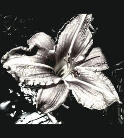 Close-up of day lily blooming against black background