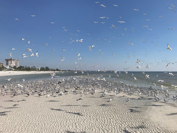 Seagulls on beach against sky