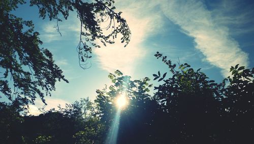 Low angle view of sunlight streaming through trees