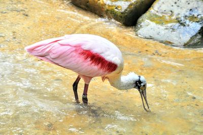 Close-up of bird in water